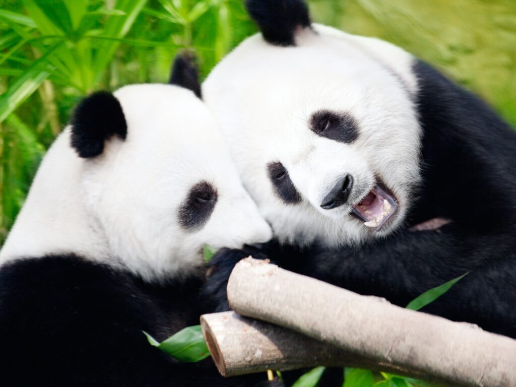 Heritage & Pandas
