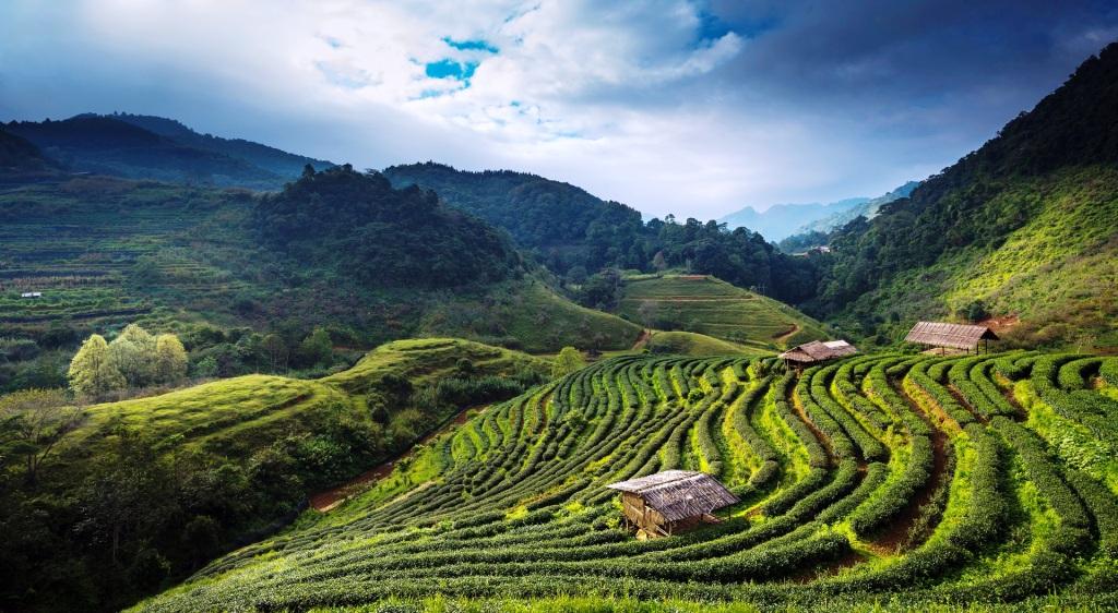 East Himalaya Beauty