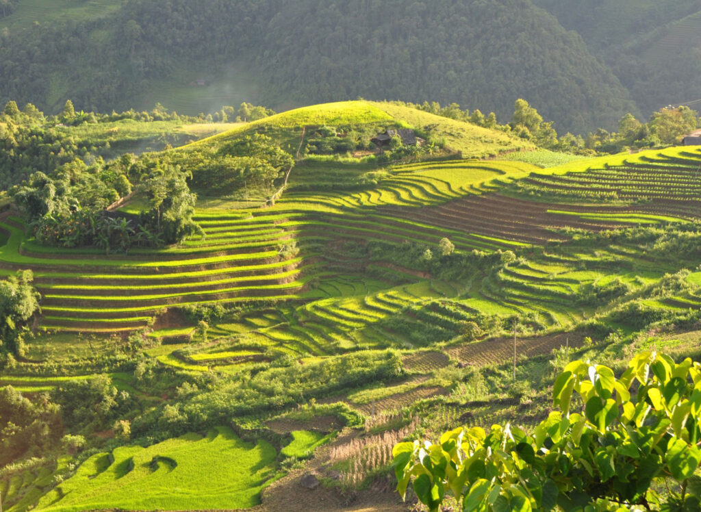 The Flavours of Vietnam