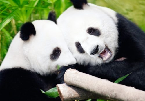 panda01